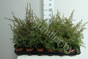 Можжевельник Juniperus Suecica