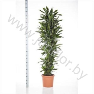 Драцена Dracaena Fr Janet Lind Vertakt