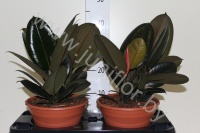 Фикус  Ficus Abidjan   3рр