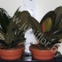 Фикус Ficus Abidjan 3рр Фикус Ficus Abidjan 3рр