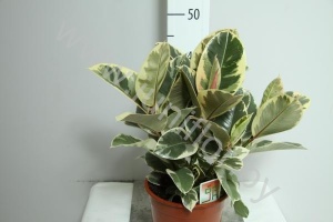 Фикус Ficus Tineke Vertakt