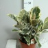 Фикус Ficus Tineke Vertakt Фикус Ficus Tineke Vertakt