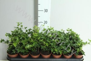 Плющ Hedera Shamrock