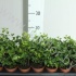 Плющ Hedera Shamrock Плющ Hedera Shamrock