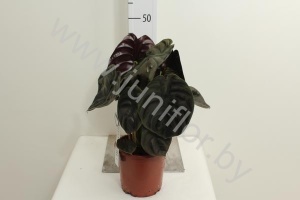 Алоказия Alocasia Red Secret