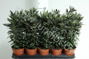 Дизиготека Dizygotheca Elegantissima