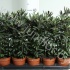 Дизиготека Dizygotheca Elegantissima Дизиготека Dizygotheca Elegantissima