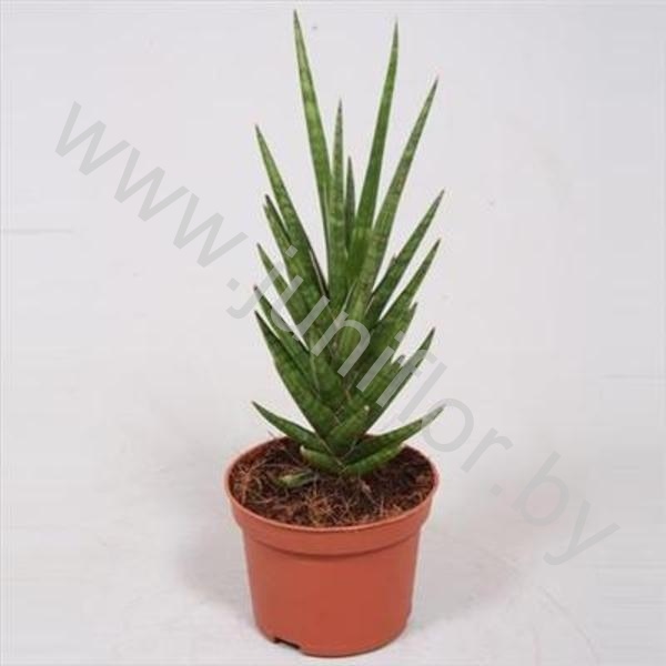 Сансевиерия Sansevieria Spikiey
