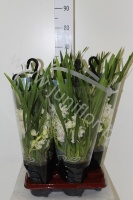 Цимбидиум Cymbidium Ice Cascade 5-Tak