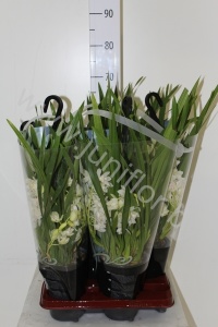 Цимбидиум Cymbidium Ice Cascade 5-Tak