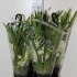 Цимбидиум Cymbidium Ice Cascade 5-Tak Цимбидиум Cymbidium Ice Cascade 5-Tak