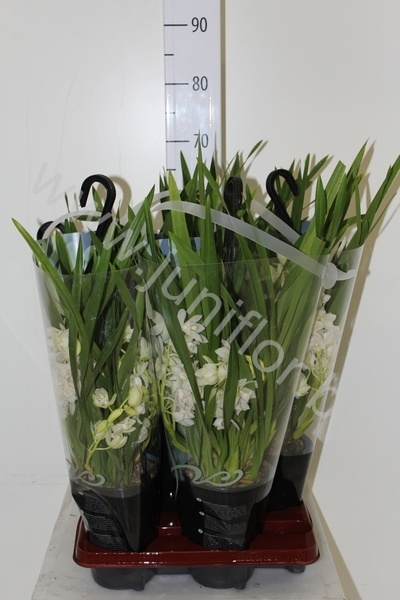 Цимбидиум Cymbidium Ice Cascade 5-Tak