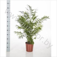 Хамедорея Chamaedorea Elegans
