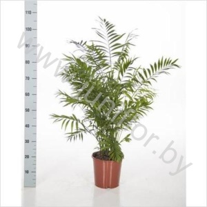 Хамедорея Chamaedorea Elegans