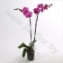 Фаленопсис Phal Gr. Chika 2 tak Фаленопсис Phal Gr. Chika 2 tak