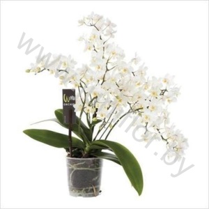 Фаленопсис Phal Wild White 4 tak