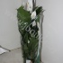 Спатифиллюм Spathiphyllum Sweet Silvana
