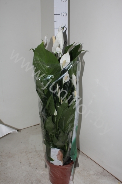 Спатифиллюм Spathiphyllum Sweet Silvana