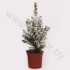 Ель Pic.Sneeuw SNOW
