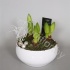 Амарилис Ama.Sanne 23Cm 3Bol Kerst Амарилис Ama.Sanne 23Cm 3Bol Kerst