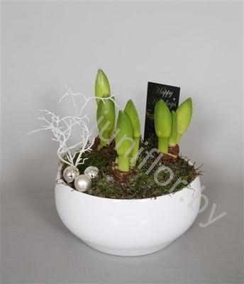 Амарилис Ama.Sanne 23Cm 3Bol Kerst