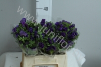 Анемон Anemone Blue