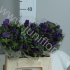 Анемон Anemone Blue Анемон Anemone Blue
