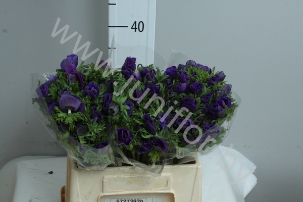 Анемон Anemone Blue