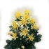 Vesuvio_yellow.jpg Хризантема Vesuvio yellow