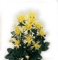Хризантема Vesuvio yellow