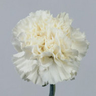 Гвоздика Dover