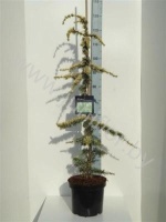 Кедр Cedrus Lib. Aurea Robusta