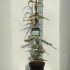 Кедр Cedrus Lib. Aurea Robusta Кедр Cedrus Lib. Aurea Robusta