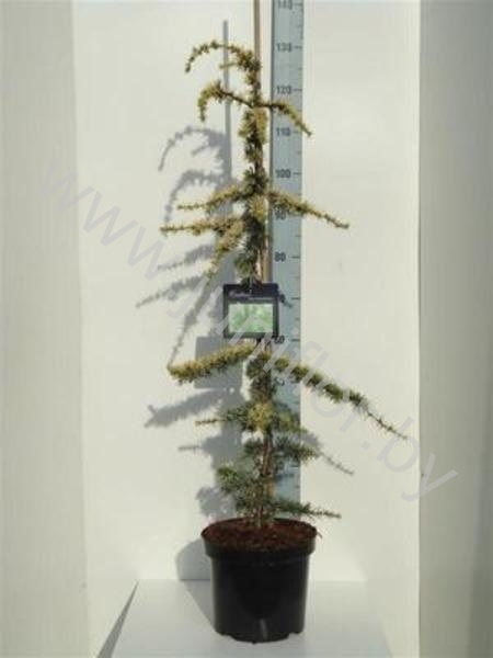 Кедр Cedrus Lib. Aurea Robusta