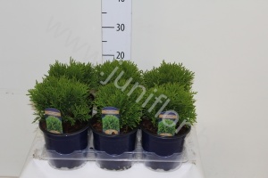 Можжевельник Juniperus Tamariscifolia