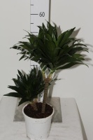 Драцена Dracaena Comp Compacta 30-10