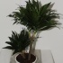 Драцена Dracaena Comp Compacta 30-10 Драцена Dracaena Comp Compacta 30-10