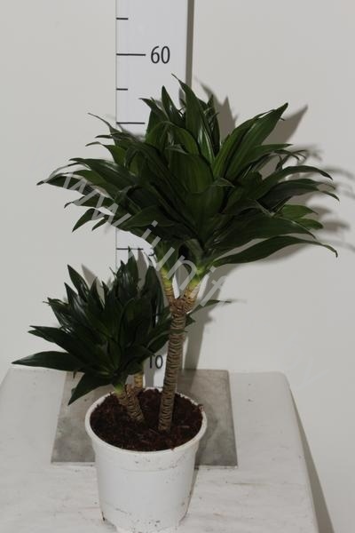Драцена Dracaena Comp Compacta 30-10