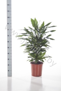 Драцена Dracaena Fr Janet Lind Vertakt