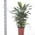 Драцена Dracaena Fr Janet Lind Vertakt Драцена Dracaena Fr Janet Lind Vertakt
