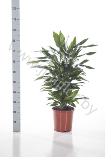 Драцена Dracaena Fr Janet Lind Vertakt