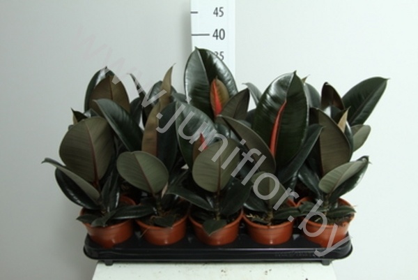 Фикус Ficus Abidjan