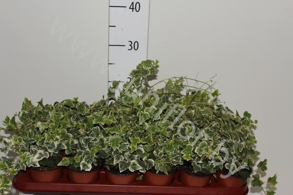 Плющ Hedera White Wonder