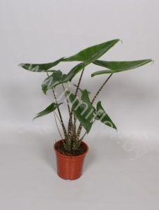 Алоказия Alocasia Zebrina
