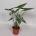 Алоказия Alocasia Zebrina Алоказия Alocasia Zebrina