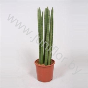Сансевиерия Sansevieria Straight