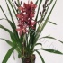 Цимбидиум Cymbidium Miss Saigon 2.3 tak CITIES Цимбидиум Cymbidium Miss Saigon 2.3 tak CITIES