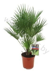 Хамедорея Chamaerops Humilis