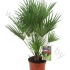 Хамедорея Chamaerops Humilis Хамедорея Chamaerops Humilis