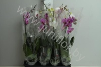 Фаленопсис Phal Mixed 1 Stem